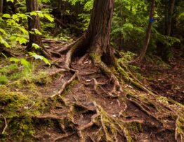 Root Removal