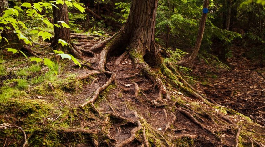 Root Removal