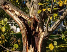 Close-up of a hazardous tree showing branch splitting and missing bark, highlighting signs of tree health issues